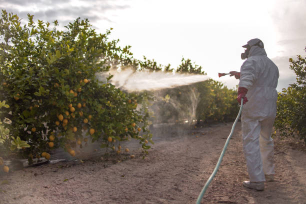 Best Rat Extermination Near Me  in Round Lake Heights, IL