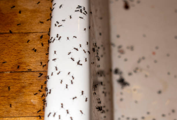 Best Insect Control  in Round Lake Heights, IL